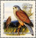 Common Kestrel (Falco tinnunculus)